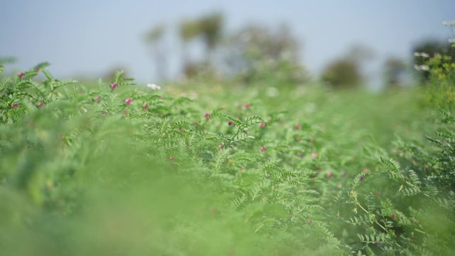 Green chickpea field in India  