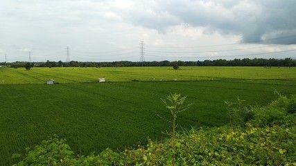 paddy rice field landscapes. Rice field nature background