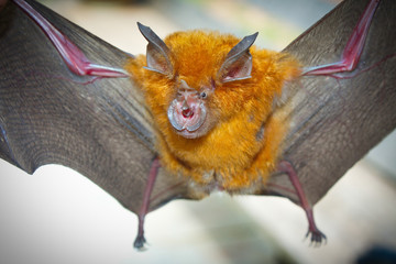 Intermediate Horseshoe Bat (Rhinolophus affinis).