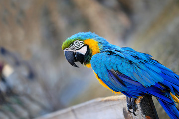 Photo of a blue macaw