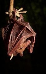 Hill Long-tongued Fruit Bat (Macroglossus sobrinus).