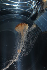 Jellyfish