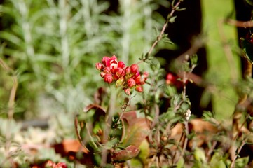 little red flowers