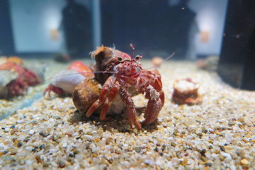 Hermit crab on aquarium