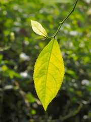 Fototapeta na wymiar Close-up Green leaves of Khoi (Streblus asper) with nature blurred background, other names include streblus asper, siamese rough bush, serut and toothbrush tree.