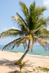 Obraz na płótnie Canvas Tropical beach with palm trees
