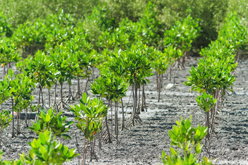 Mangrove seedlings (Rhizophora apiculata)