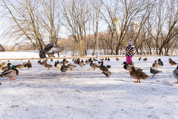 little girl 3-4 years old in pink pants, a jacket and a hat holds a loaf in his hand and feeds ducks and pigeons in a city park in winter