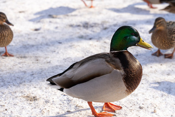 Mallard duck with a green head in the snow
