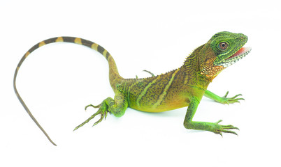 Green lizards.Chinese water dragon.