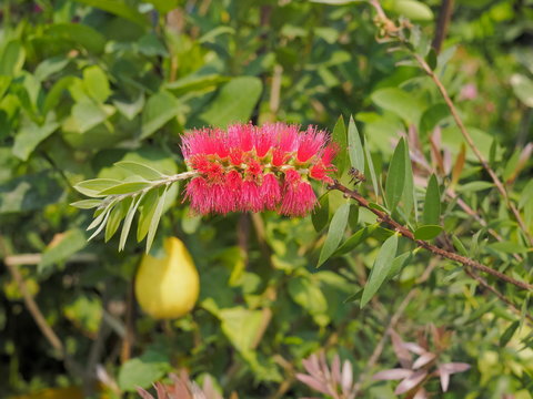 Melaleuca viminalis, commonly known as weeping bottlebrush, or creek bottlebrush is a plant in the myrtle family, blossom on branch with green nature blurred background.
