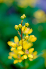 Yellow flowers (Galphimia, Gold Shower) growing, green leaves, bush in park