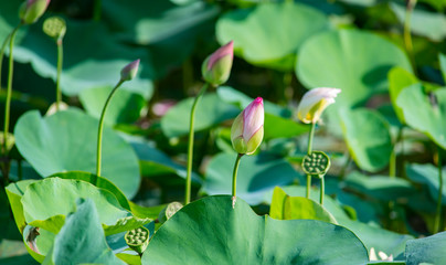 lotus flower blooming in summer pond with green leaves as background
