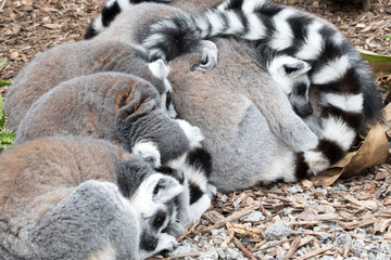 Naklejka na ściany i meble Sleeping Ring-tailed Lemurs. 