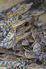 Baby crocodiles. Hybrid crocodile.