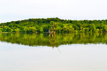 Green Trees Reflected in the Lake  