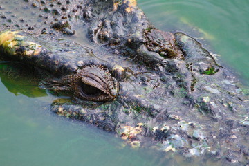 Old crocodiles