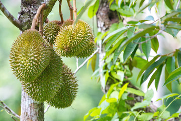 Durians on the durian tree.