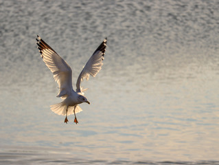 seagull take off