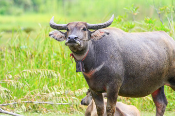 water buffalo in the green meadow.