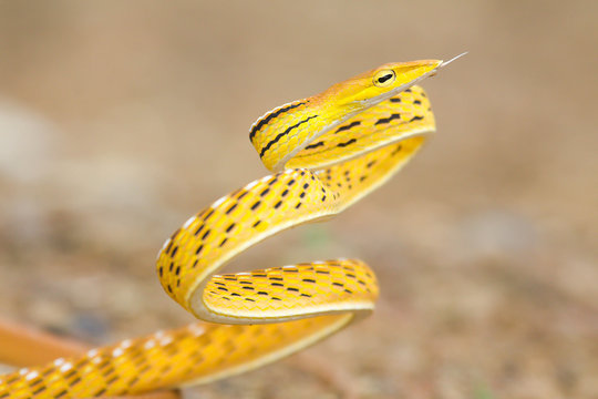Yellow oriental whipsnake. ( Ahaetulla prasina)