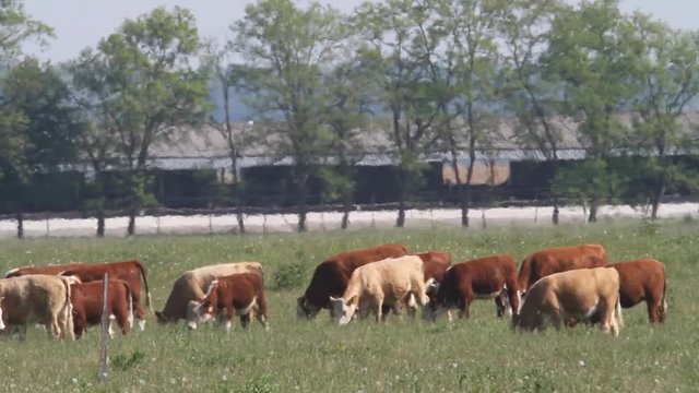 Cattle grazing in Kopacki rit, Croatia