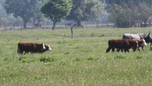 Cattle grazing in Kopacki rit, Croatia