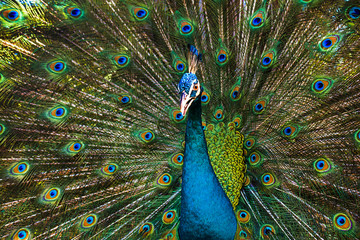 Obraz premium Portrait of beautiful male peacock on background of his colourful dissolved open tail. Gorgeous exotic tropical bird showing off his beautiful tail feathers, seeks female attention. Close up photo