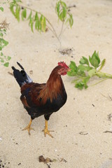 Chicken on the sand