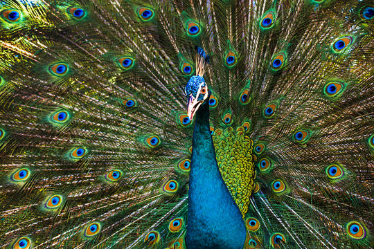 Portrait of beautiful male peacock on background of his colourful dissolved open tail. Gorgeous exotic tropical bird showing off his beautiful tail feathers, seeks female attention. Close up photo