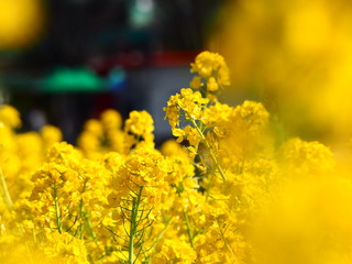 Obraz premium セイヨウアブラナ