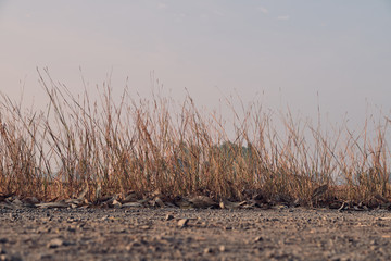 meadow flowers in soft warm light. Vintage autumn landscape blurry natural background.