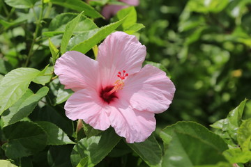 Pink Hibiscus in Hawaii