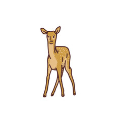 Wild deer baby fawn vector outline sketch illustration isolated on white background.