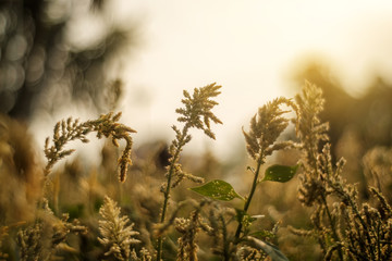 Fototapeta premium Close up of plant in Beautiful sunrise