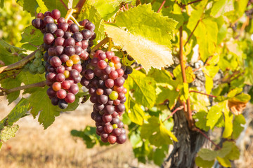 closeup of Pinot Noir grapes ripening on vine in organic vineyard 