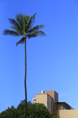 Fototapeta na wymiar Palm Tree in Hawaii