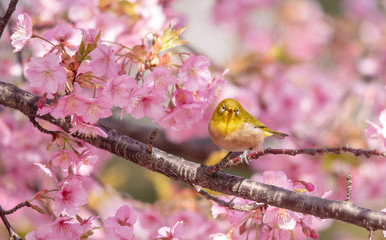 Cherry blossoms　　birds　Japanese White-eye