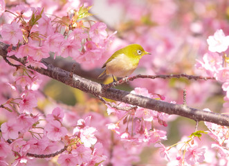 Cherry blossoms　　birds　Japanese White-eye