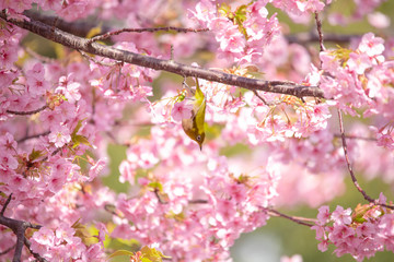 Cherry blossoms　　birds　Japanese White-eye