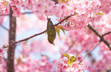 Cherry blossoms　　birds　Japanese White-eye