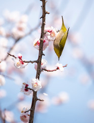 Prunus mume　Plum blossom　Japanese White-eye