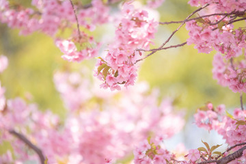 Fototapeta na wymiar Cherry blossoms　　birds　Japanese White-eye