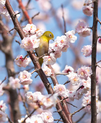 Prunus mume　Plum blossom　Japanese White-eye