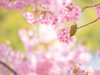 Cherry blossoms　　birds　Japanese White-eye