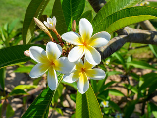 Tropical flowers frangipani (plumeria). White and yellow plumeria flowers on a tree