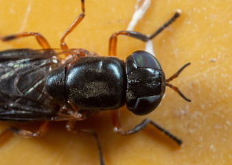 Macro Photo of Black Insect on Yellow Floor