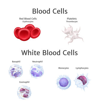 Blood cells in bloodstream. Red hemoglobin and white blood cells lymphocytes basophil, neutrophil, eosinophil, monocytes, thrombocyte in blood plasma vector illustration