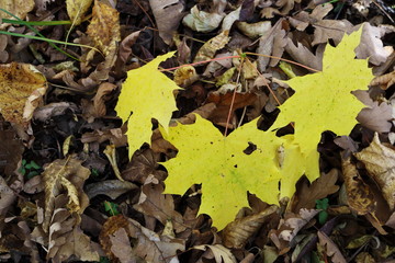 Image of maple leaves in autumn.