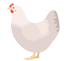 Chicken isolated on white background, vector illustration of white chicken hen, side view